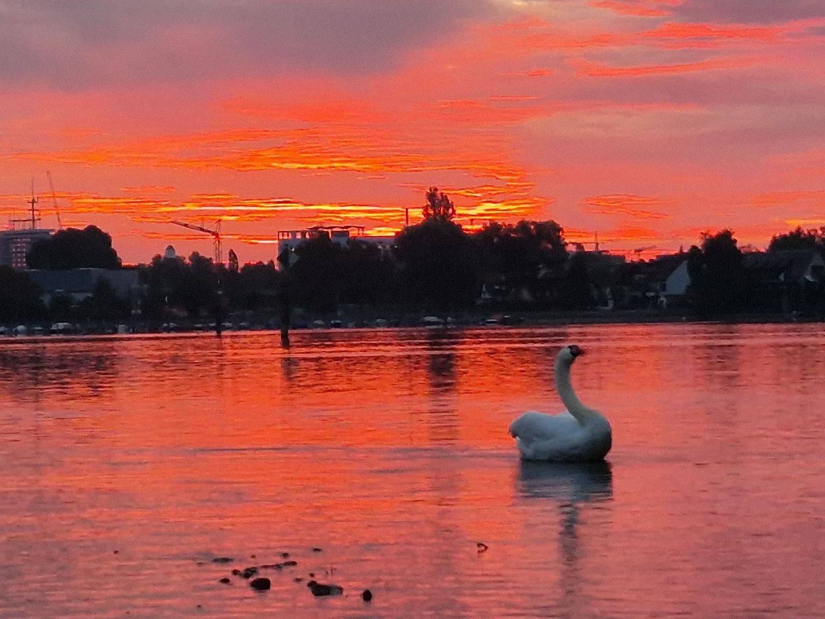 Angeln in Radolfzell am Bodensee