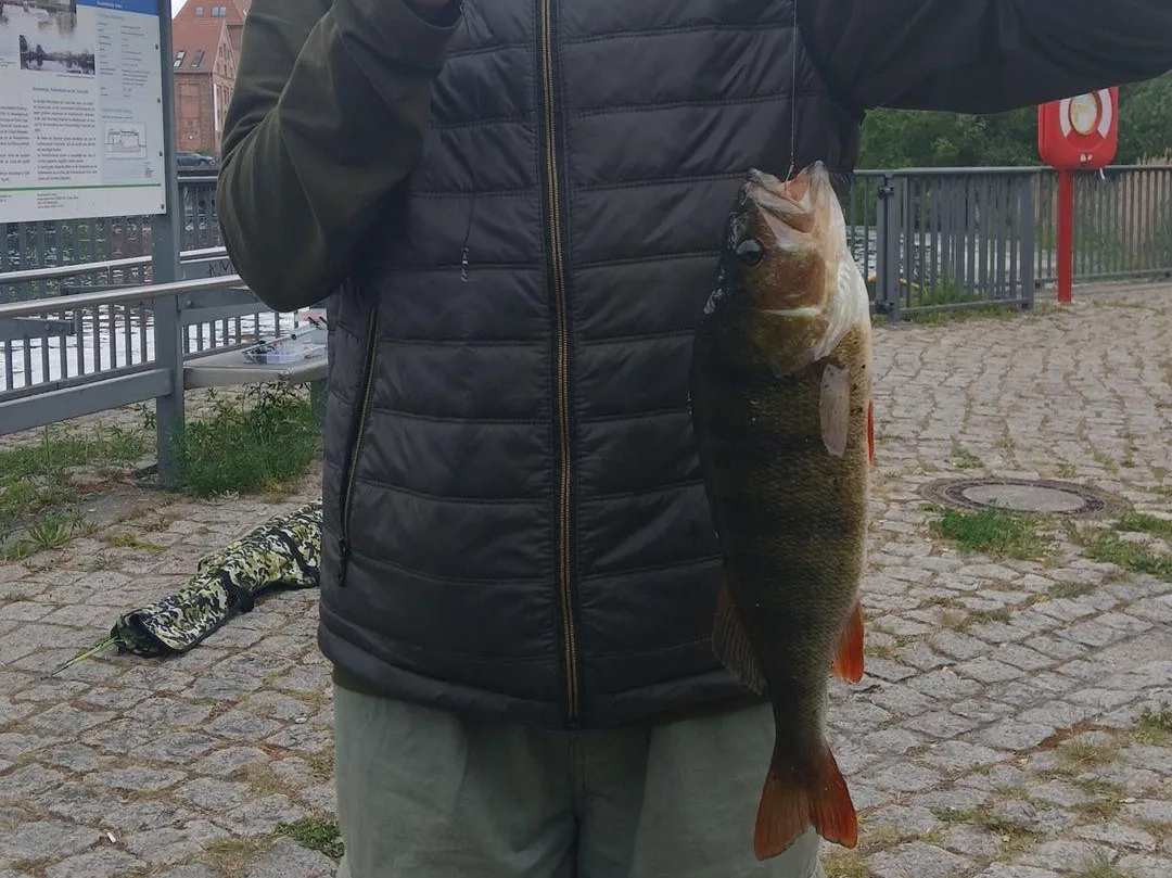 Havel (Rathenow) angeln