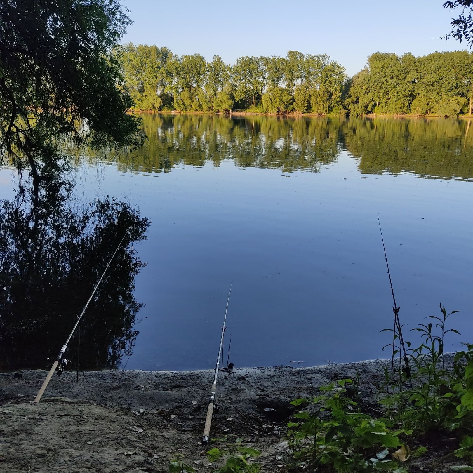 Neue Minthe (Germersheim) angeln