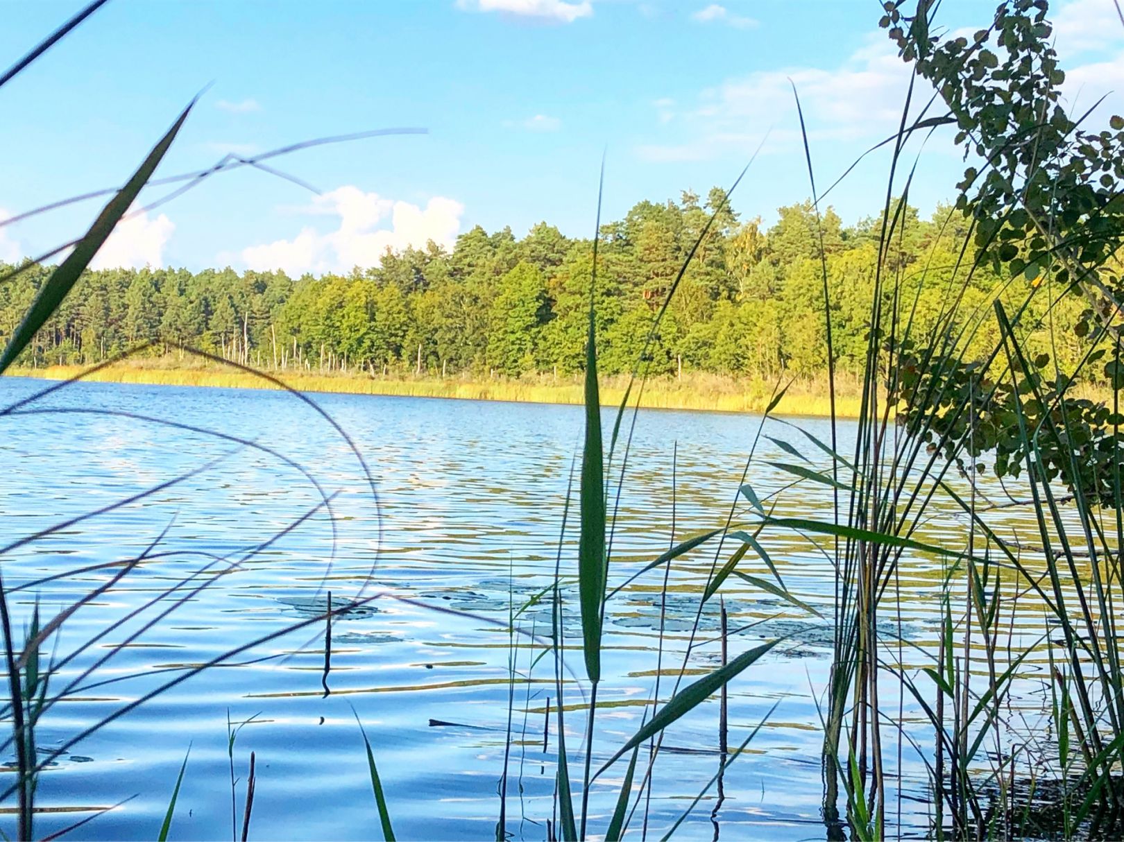 Kölpinsee (Rheinsberg) angeln