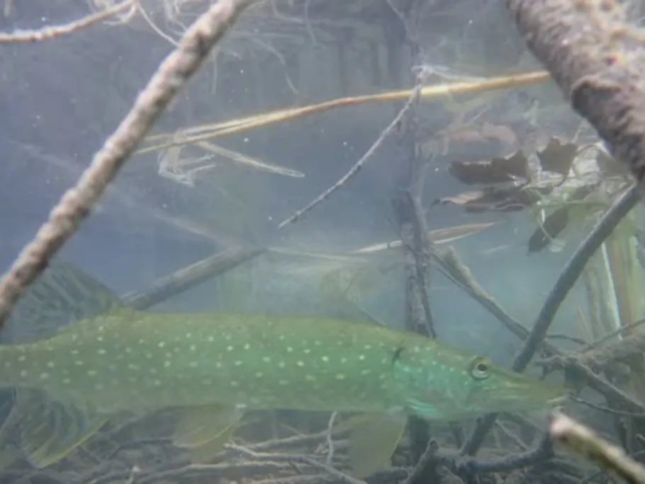 Sinninger Badesee angeln