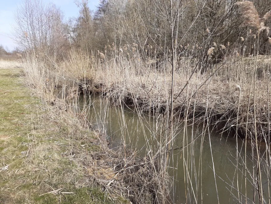 Fichtenohe (Pegnitz) angeln