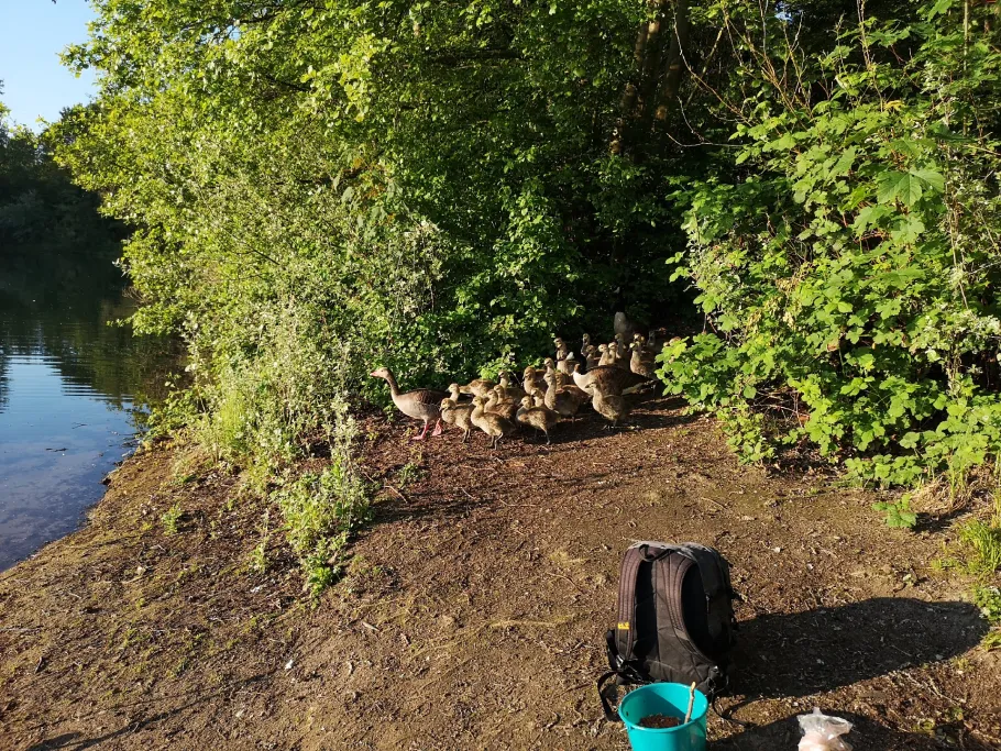 Grüner See (Ratingen) angeln