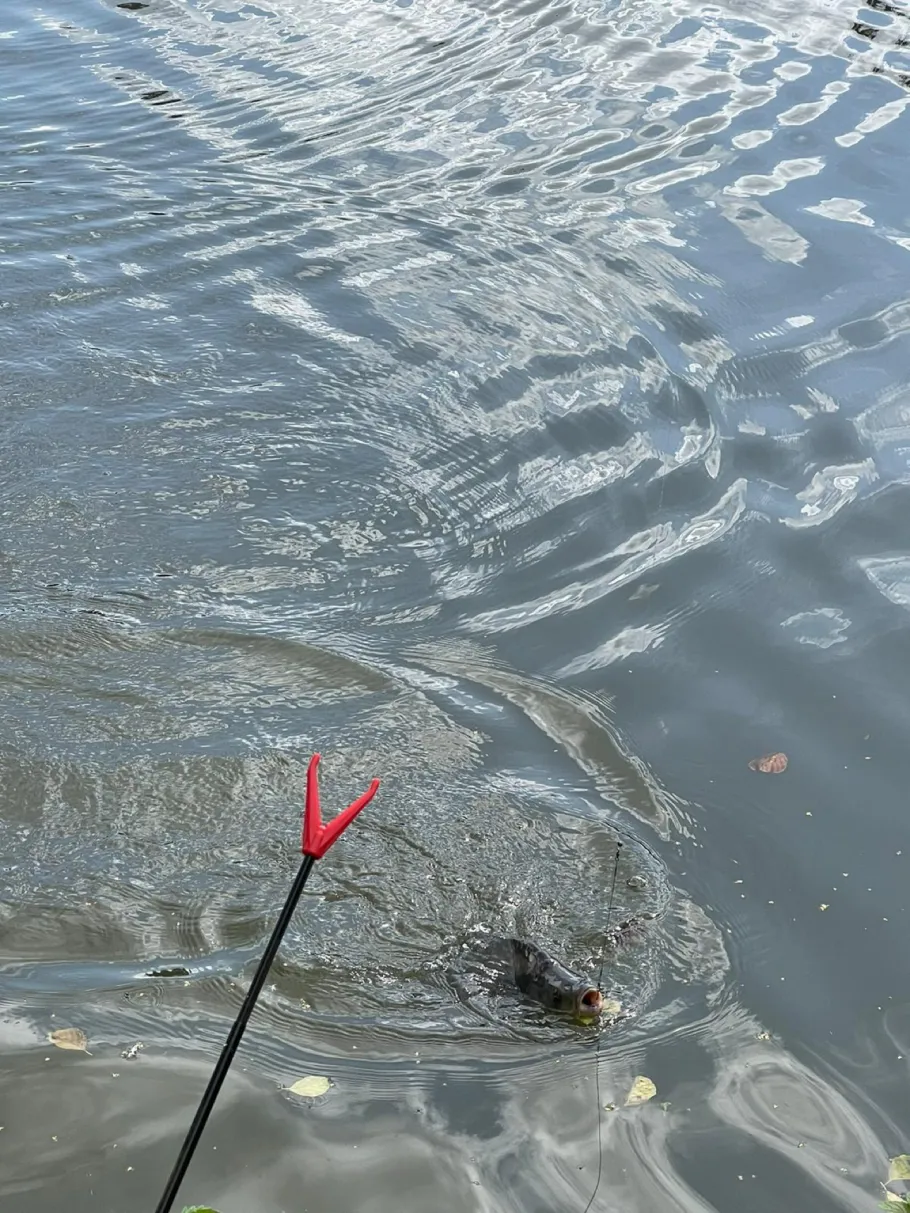 Welterpark (Heerlen) angeln
