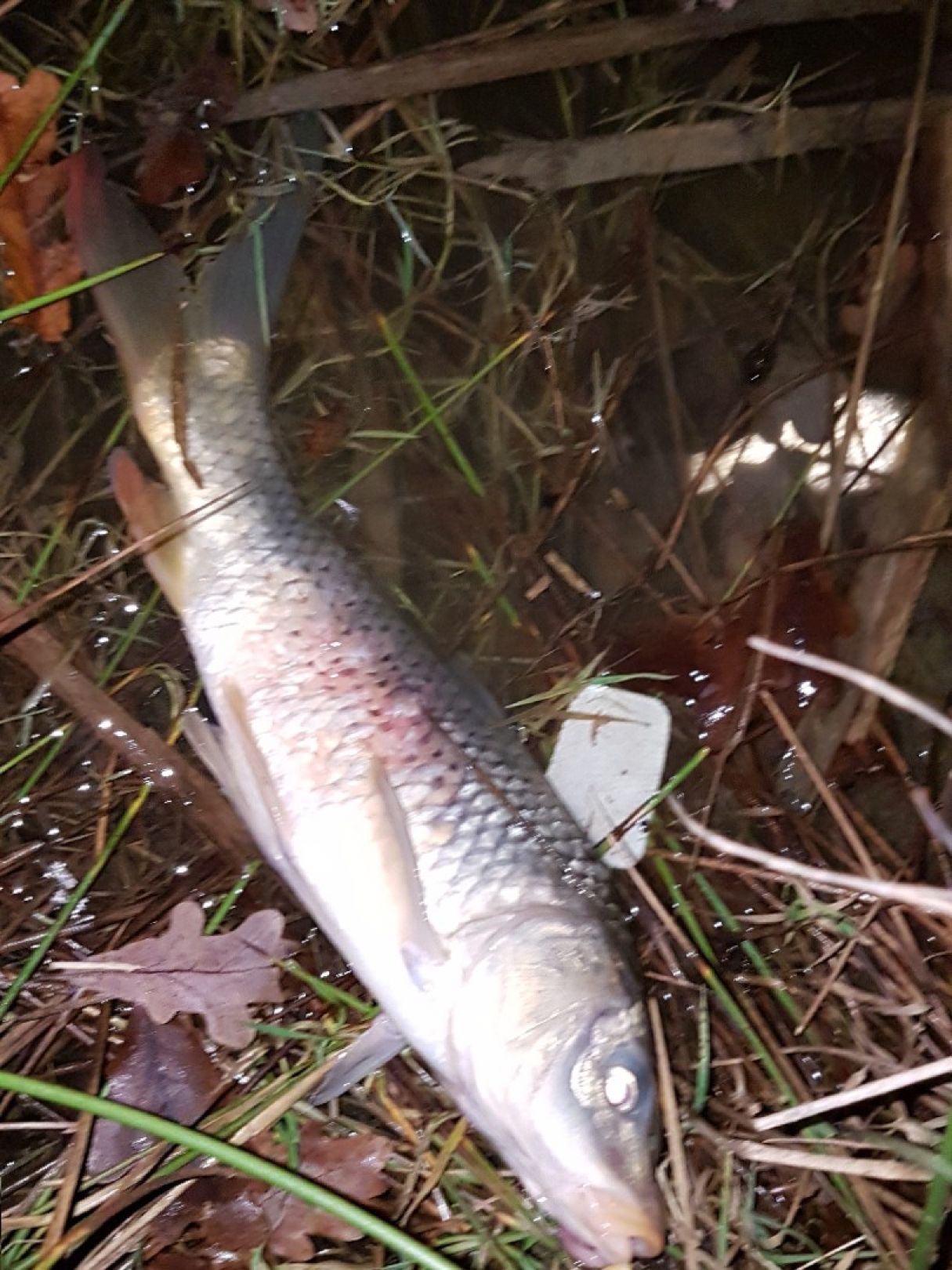 Angeln in Großenkneten