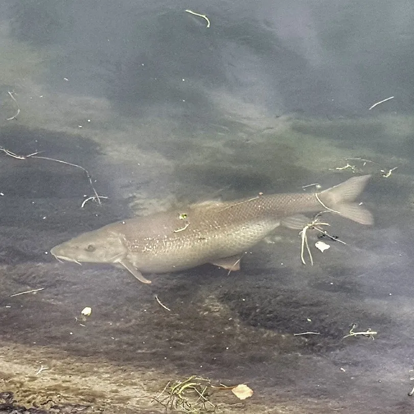 Mittlerer Isarkanal (Erding) angeln