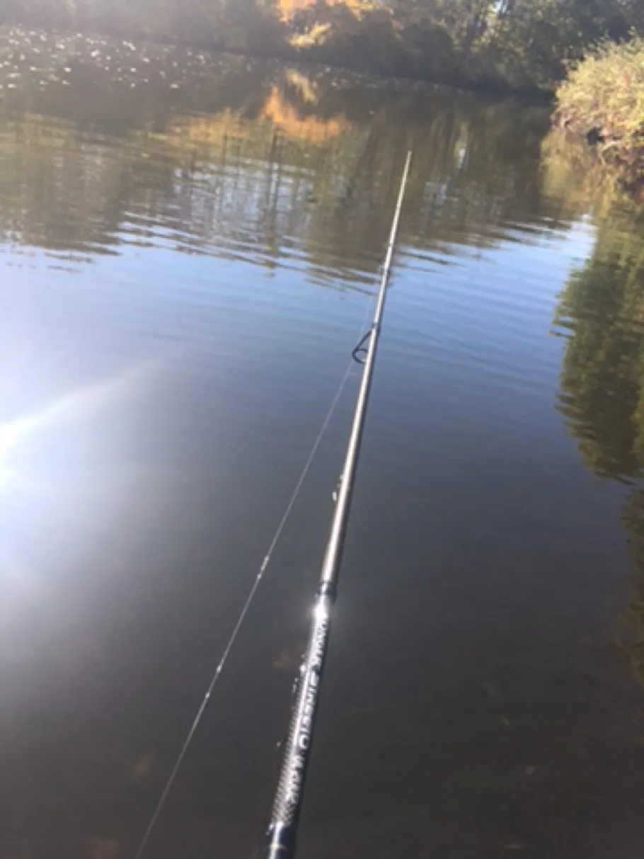 Sieg (Niederschelden-Eiserfeld) angeln