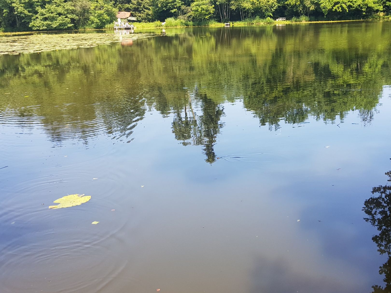 Aspachweiher (Oberreitnau) angeln