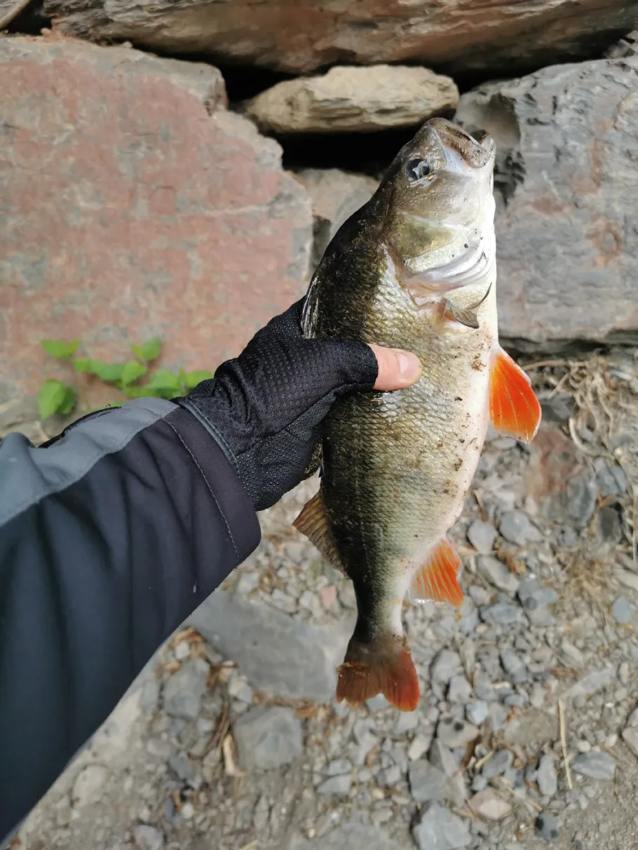Our-Stausee (Vianden) angeln
