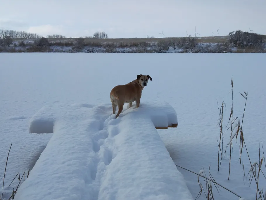 Großer Wüstenteich (Frauenhagen) angeln