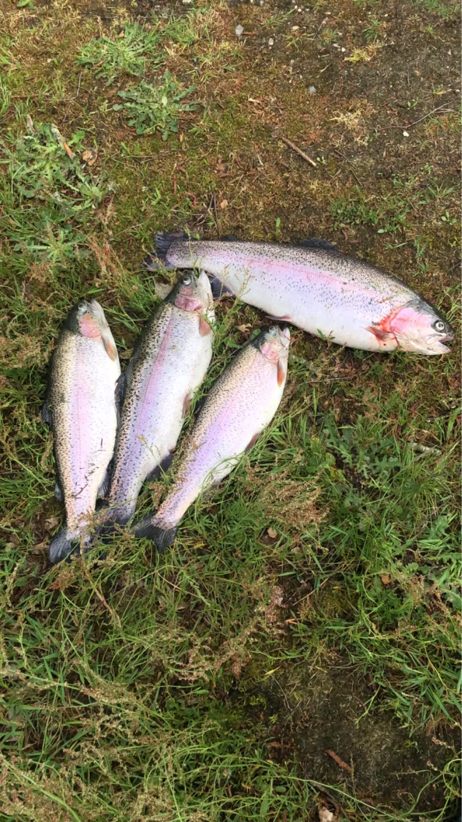 Terkelsbol Lystfiskeri angeln