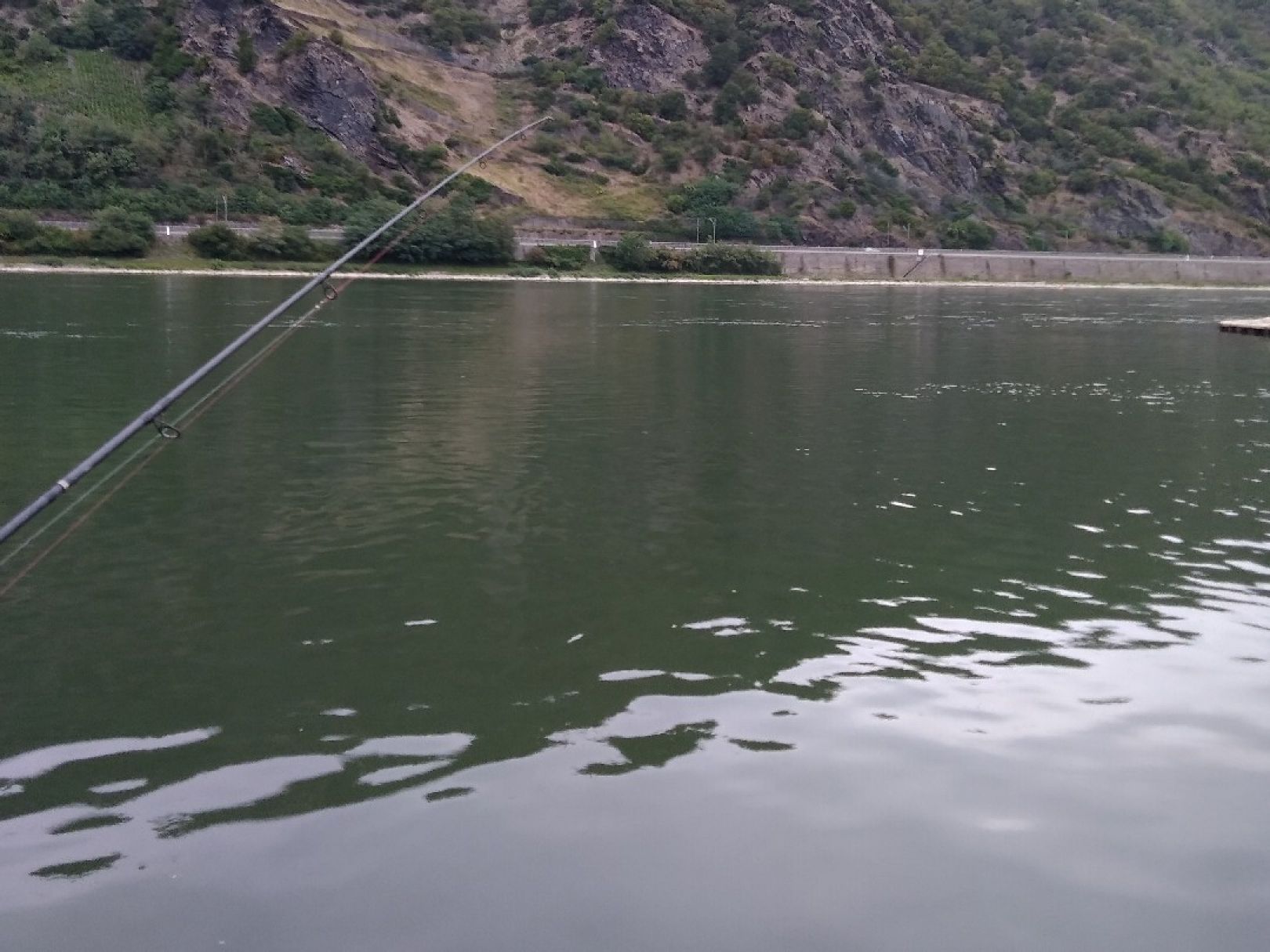 Rhein (Oberwesel) angeln