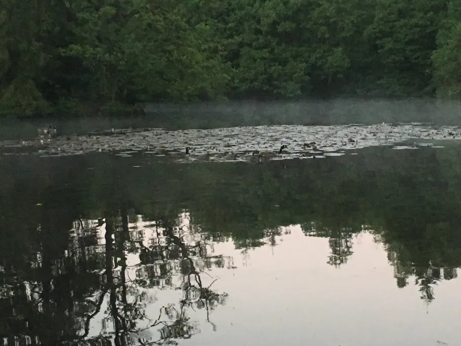 Reichensteiner Weiher angeln