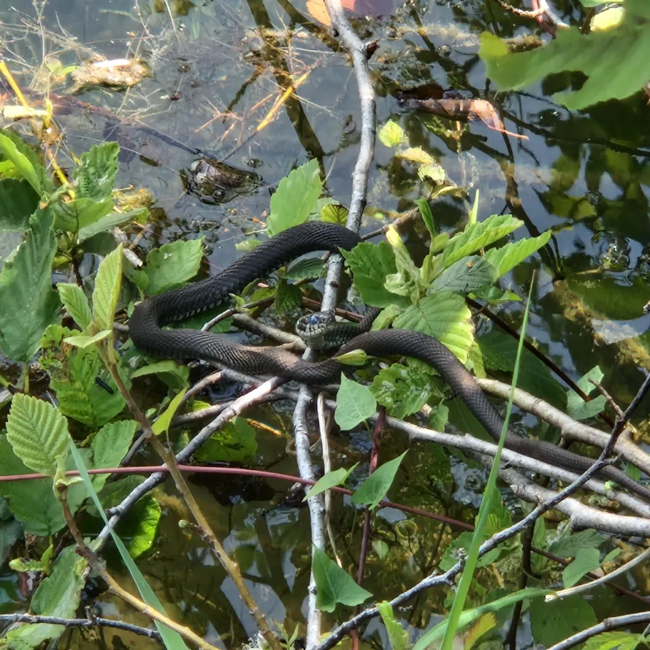 Salzachsee (Salzburg) angeln