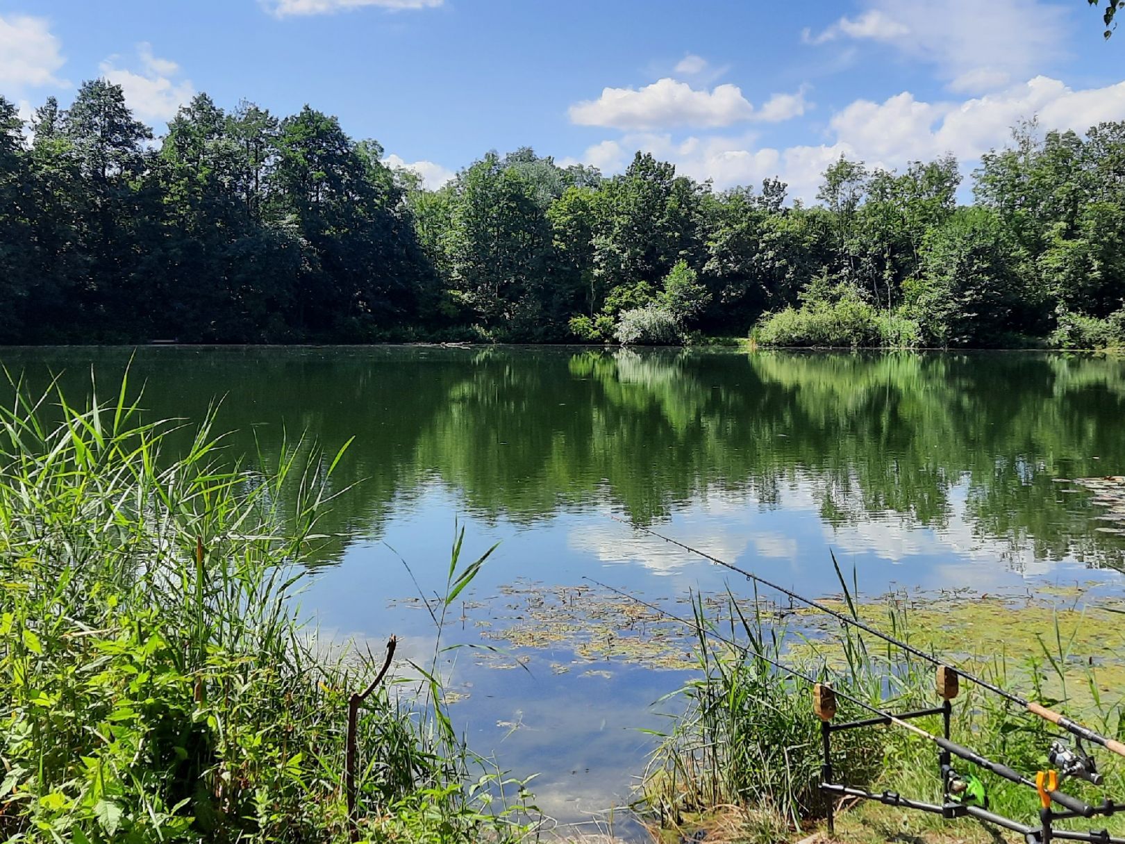 Riedelsee (Elchingen) angeln