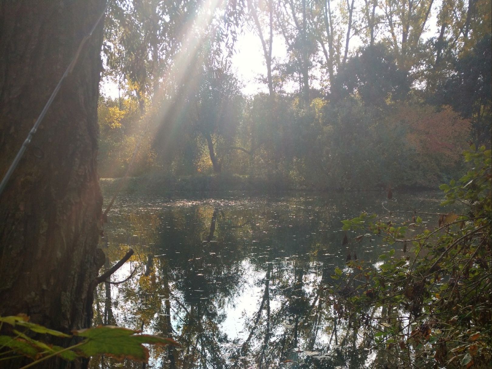 Karpfenteich Kleinlauchstädt angeln