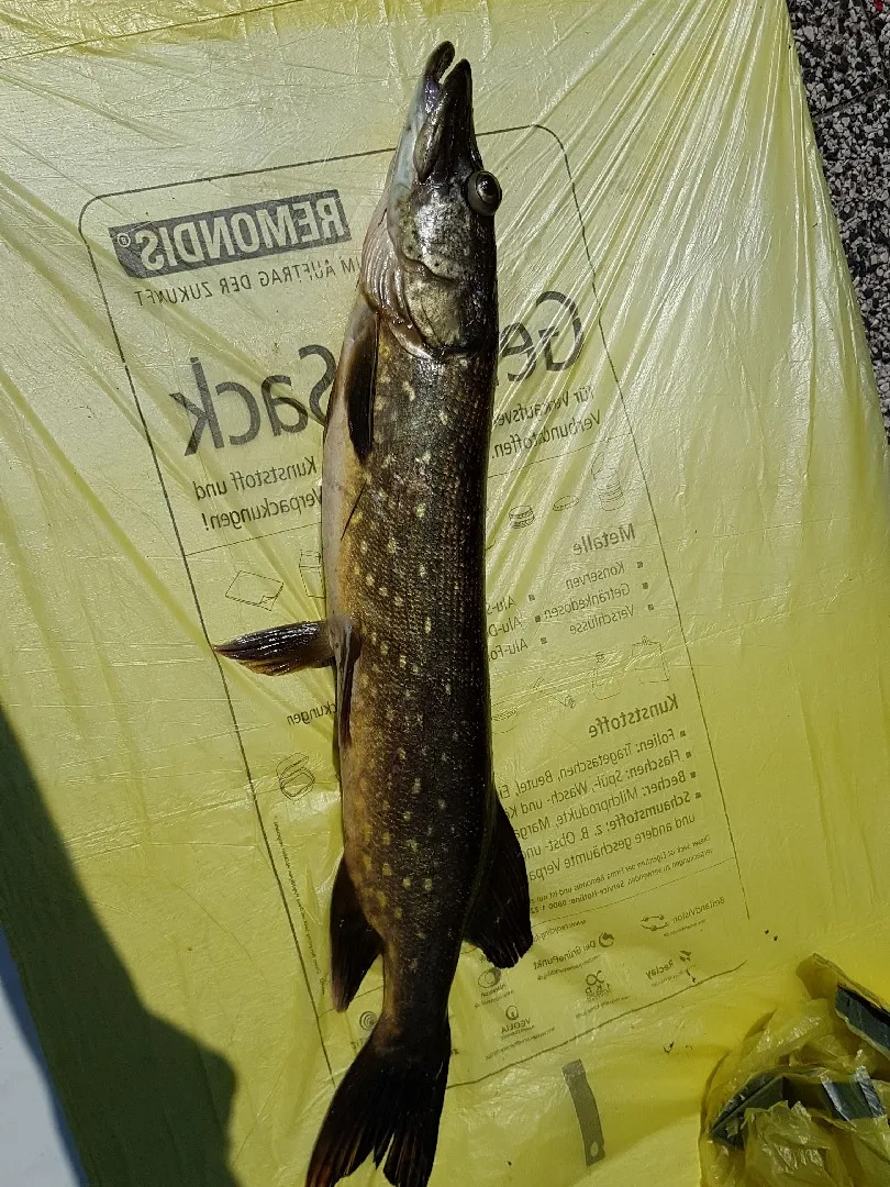 Wieken Papenburg angeln