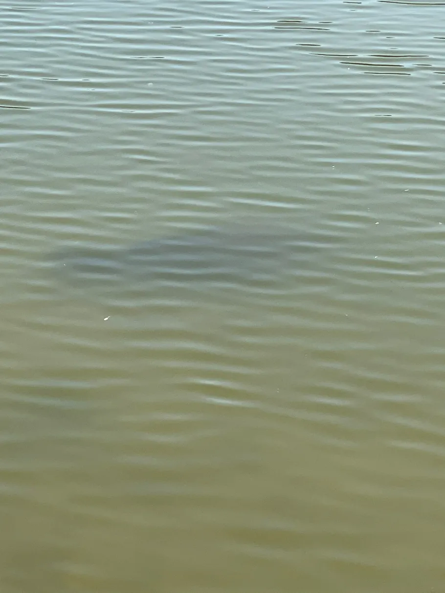 Teich im Blütengrund angeln