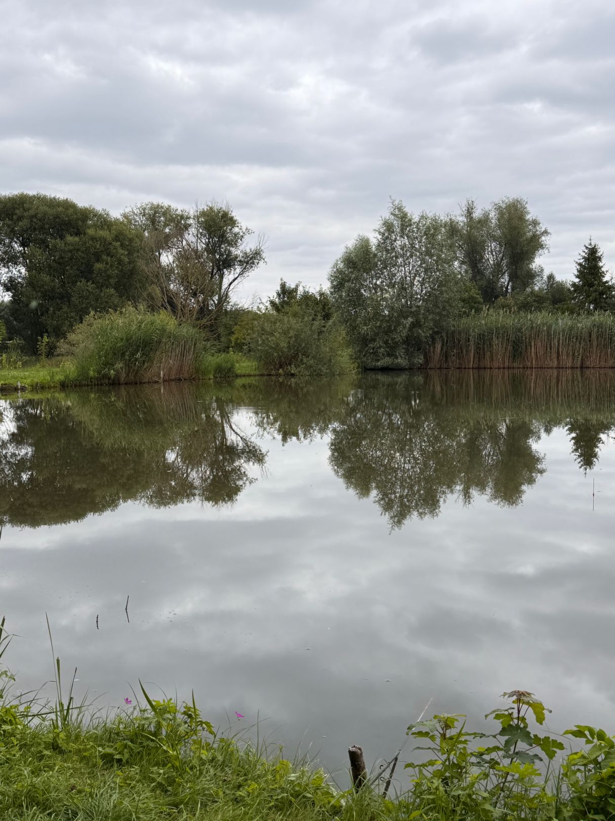 Hofteich (Stedten) angeln