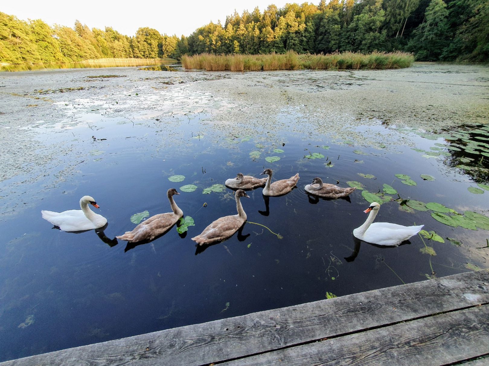 Angeln in Bad Waldsee