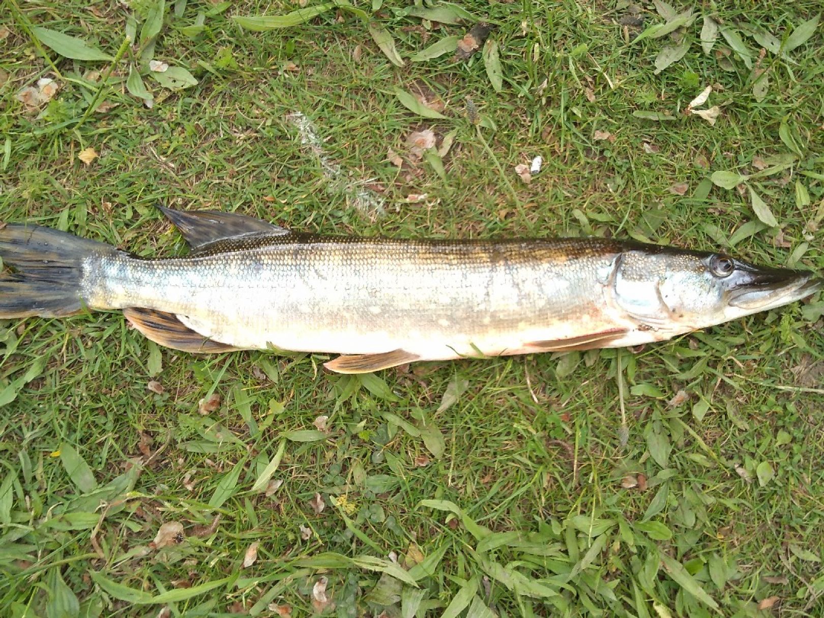 Mittellandkanal (Wunstorf) angeln