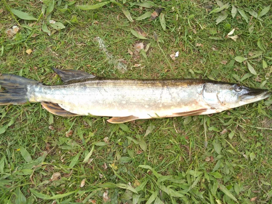 Mittellandkanal (Wunstorf) angeln