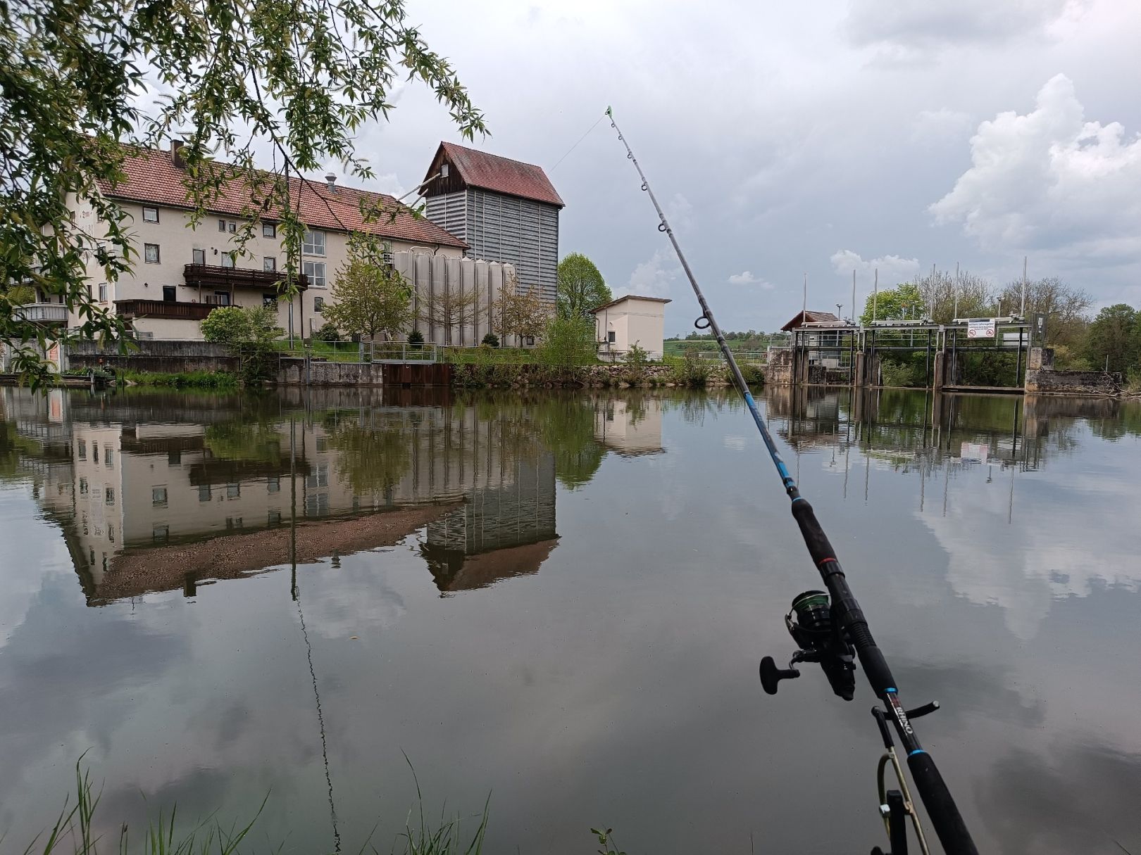 Donau (Munderkingen) angeln