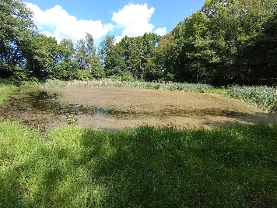 Kapellenteich (Hohen Schwarfs) angeln