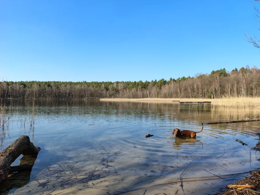 Märchensee (Peetschsee) angeln