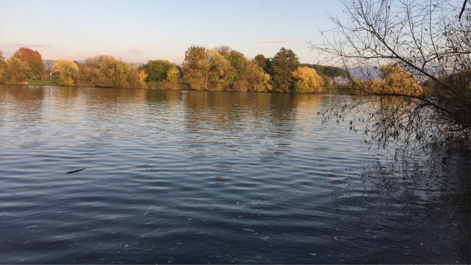 Neckar (Edingen-Neckarhausen) angeln