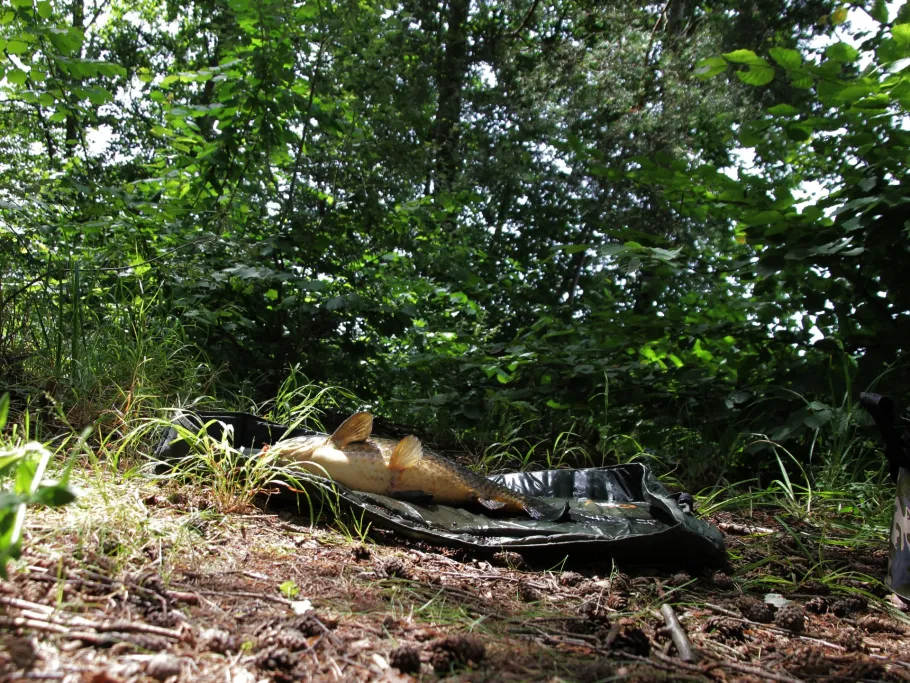 Feilensee-Süd (Manching) angeln