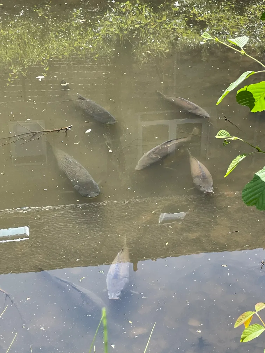 Burgweiher (Friedelsheim) angeln