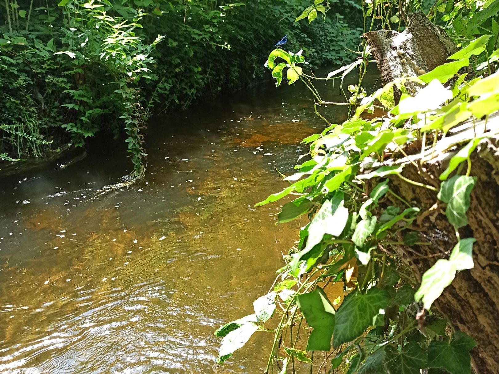 Nymphenburger Kanal angeln