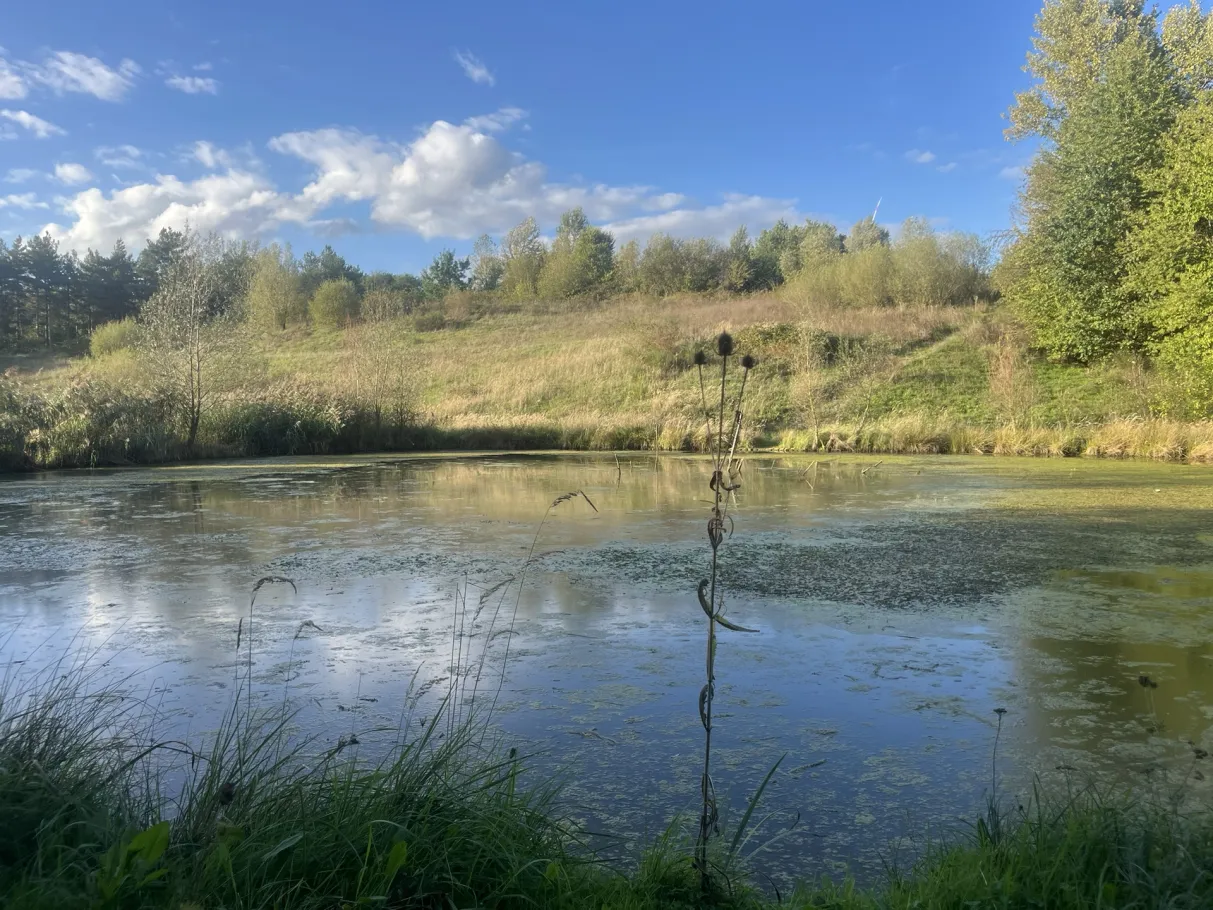 Bedburger Auweiher (Bedburg) angeln