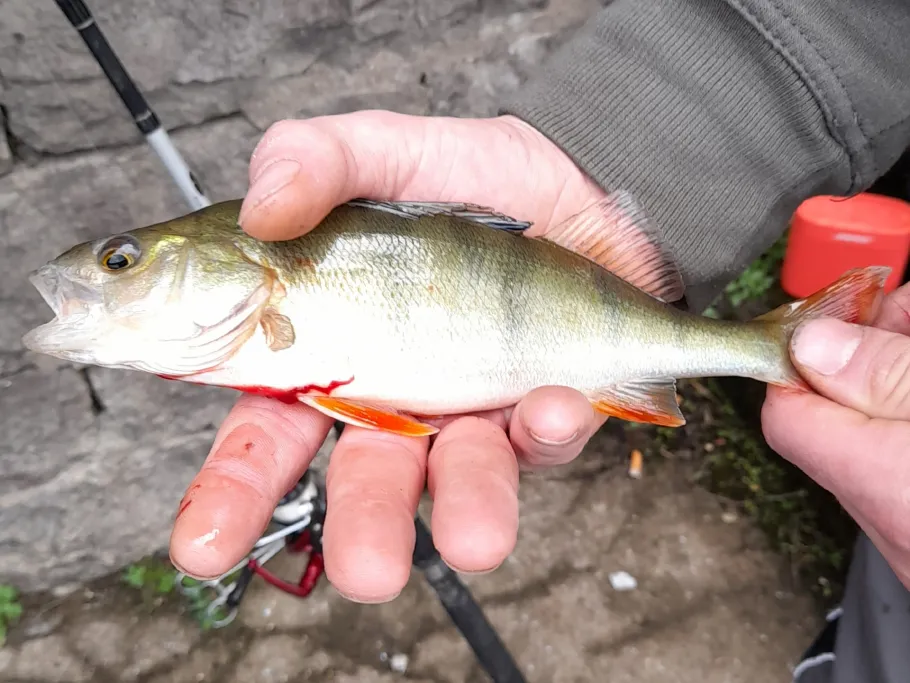 Mülheimer Hafen angeln