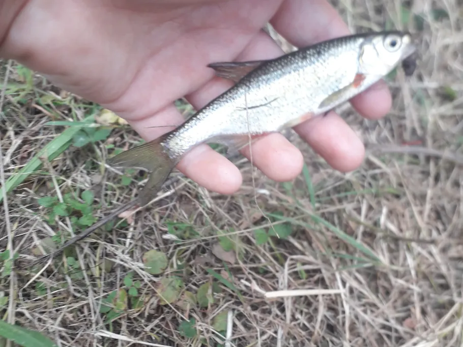 Gewerbekanal (Kuppenheim) angeln