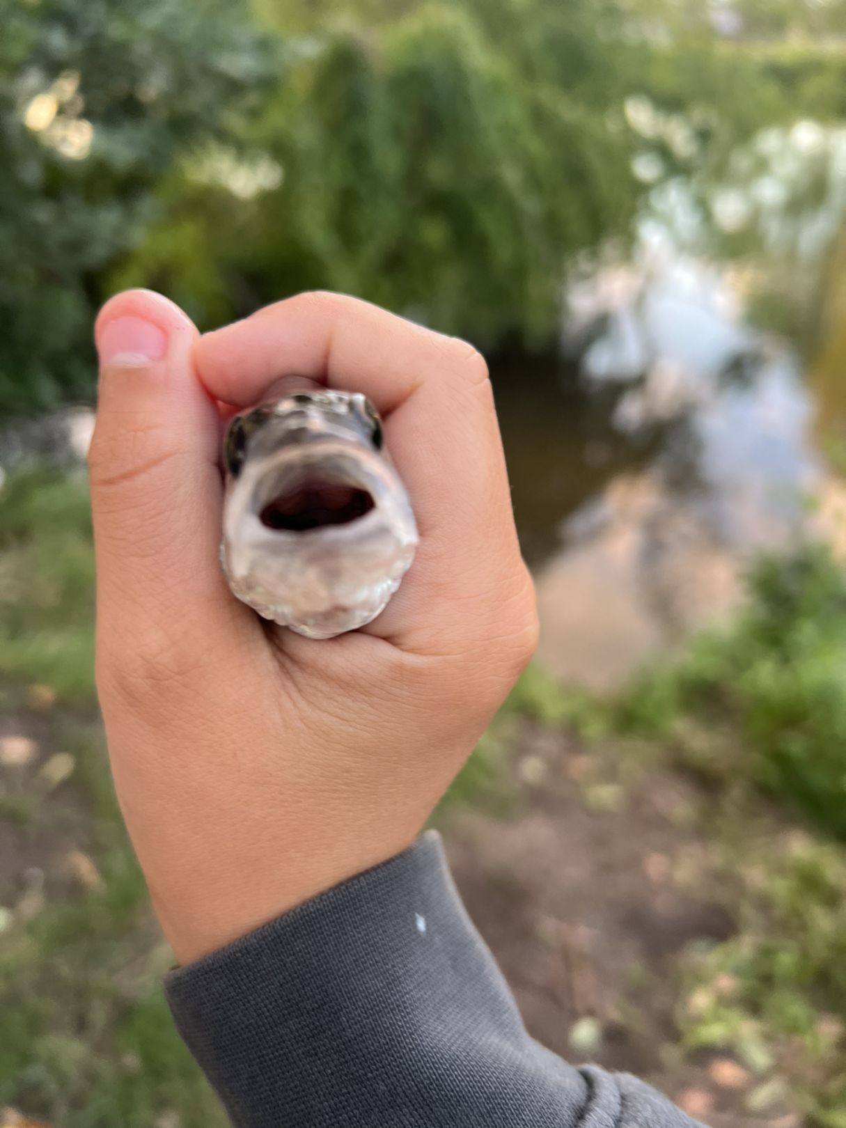 Tankgraben Steinfeld angeln