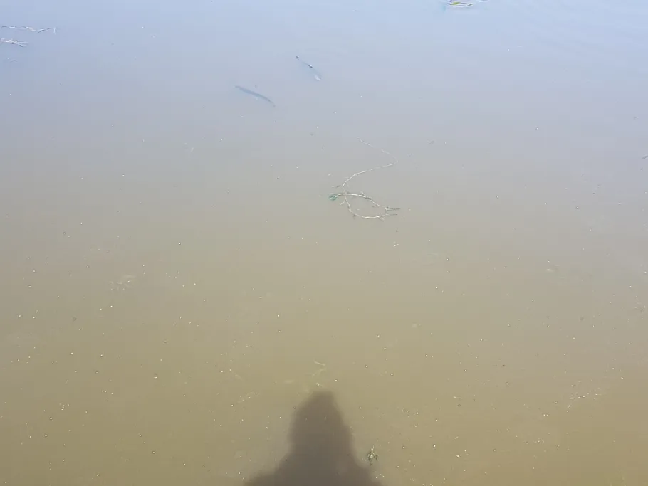 Dannenfelser Mühle angeln