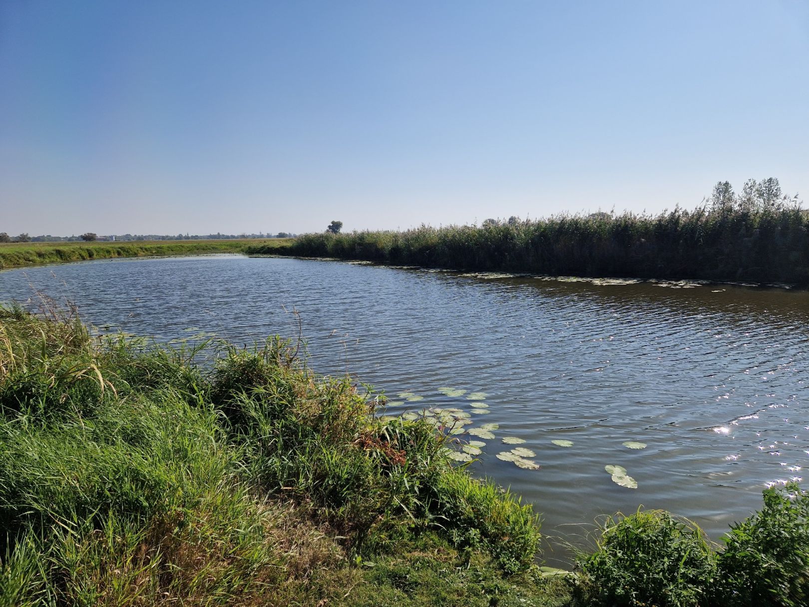 Katzenergel (Seegrehna) angeln