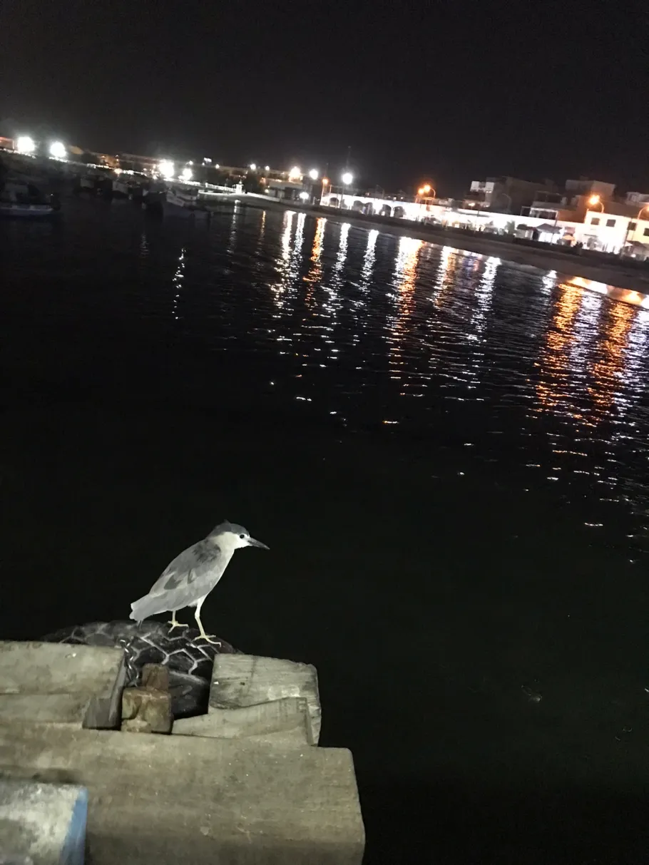 Bucht von Paracas angeln