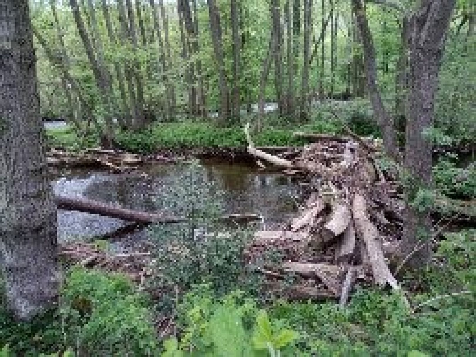 Muldenauer Bach (Embken) angeln