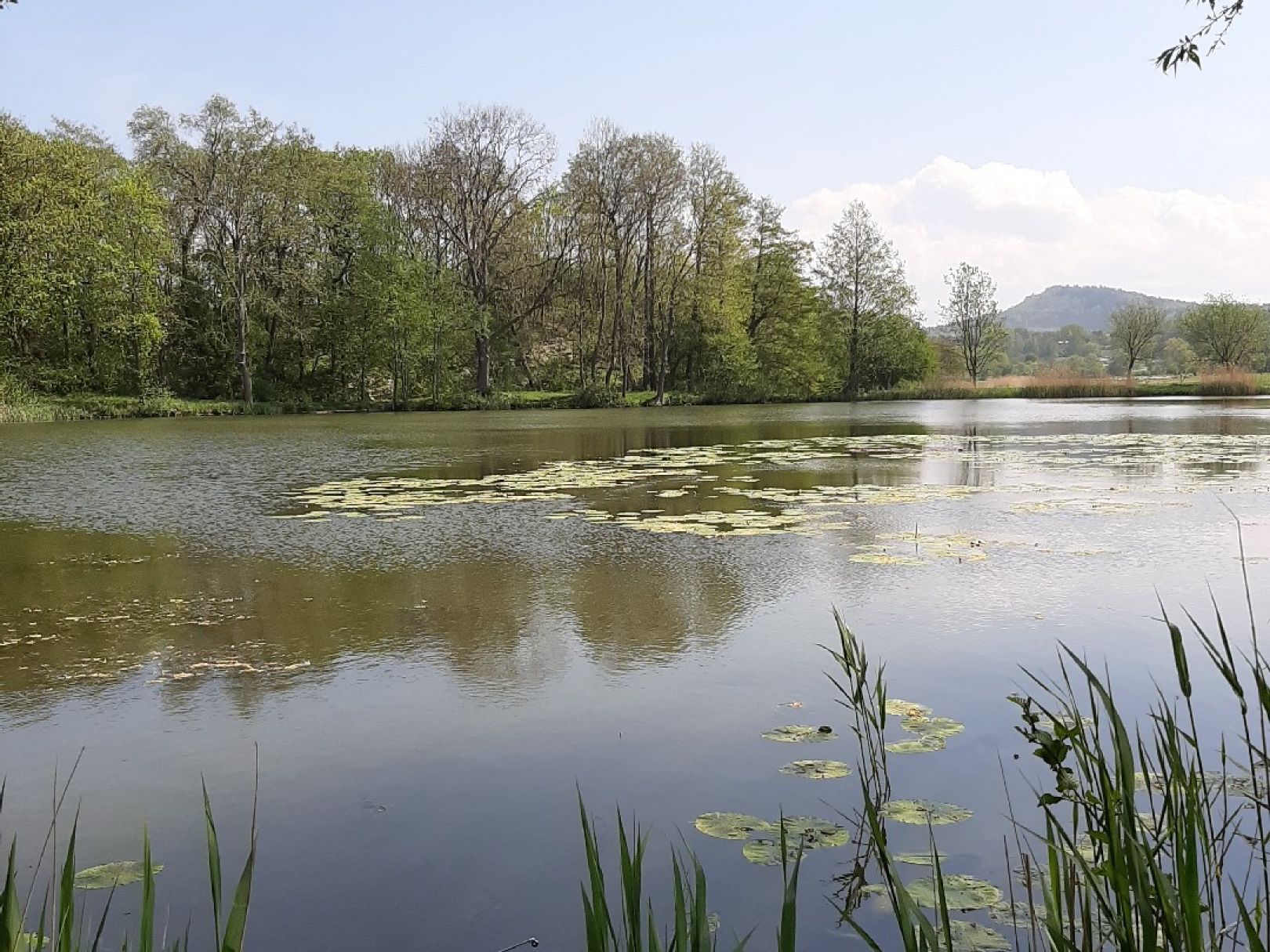 Ölmühlenteich (Langenstein) angeln