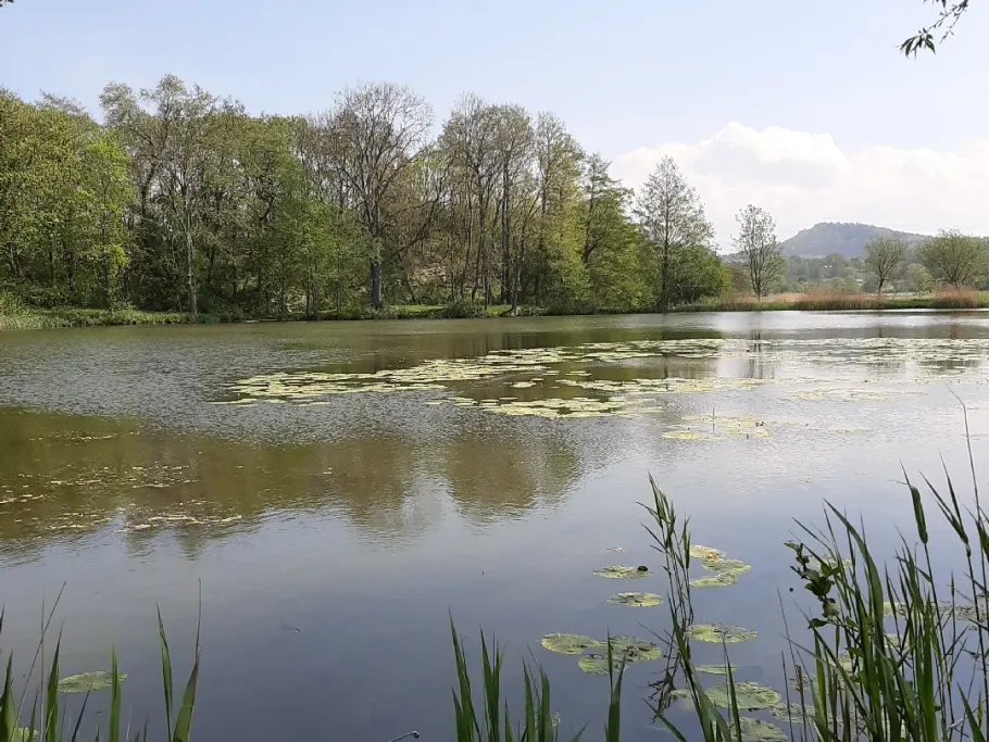 Ölmühlenteich (Langenstein) angeln