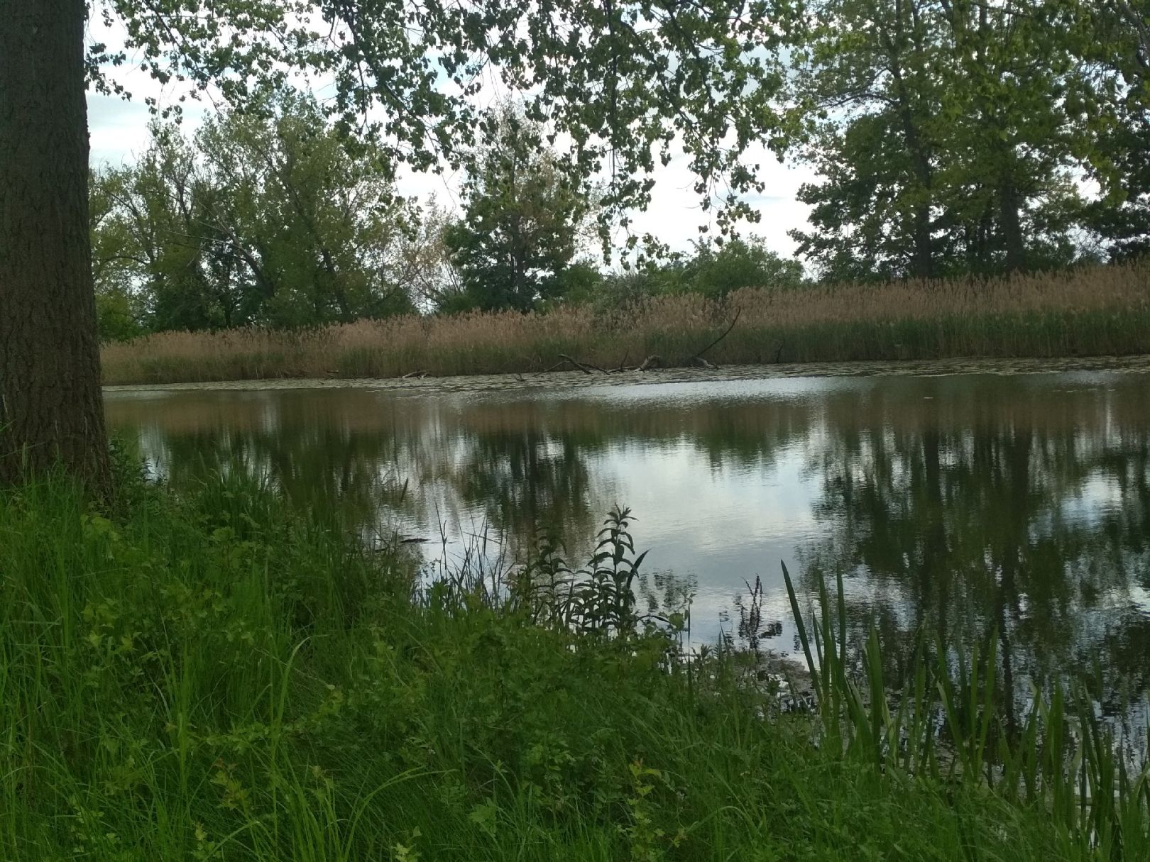 Dröschkauer See angeln