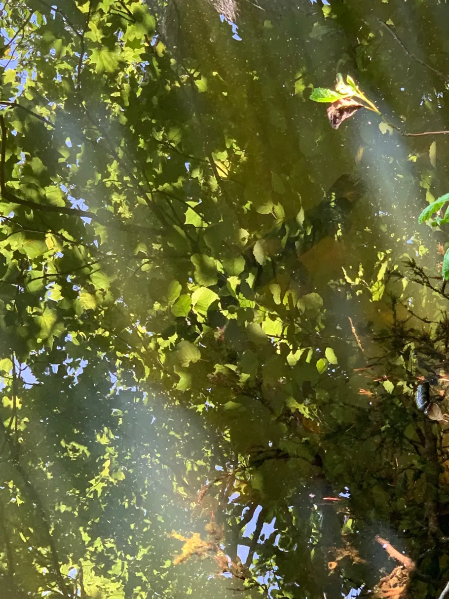 Mühlenteich (Glücksburg) angeln