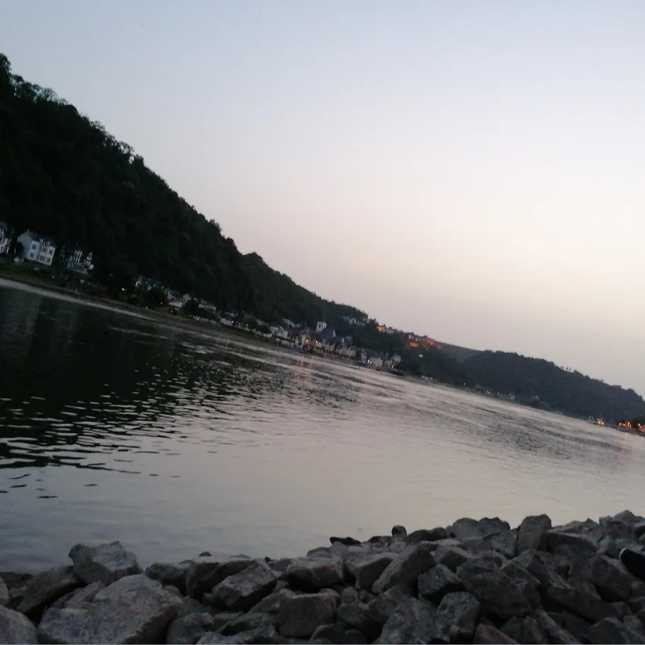 Rhein (Loreley) angeln