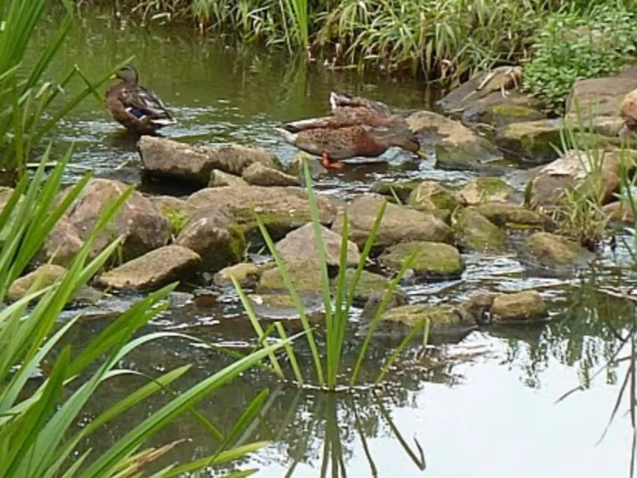 Bevergerner Aa angeln