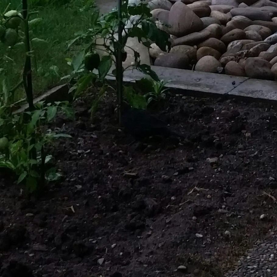 Neckar (Bad Friedrichshall) angeln