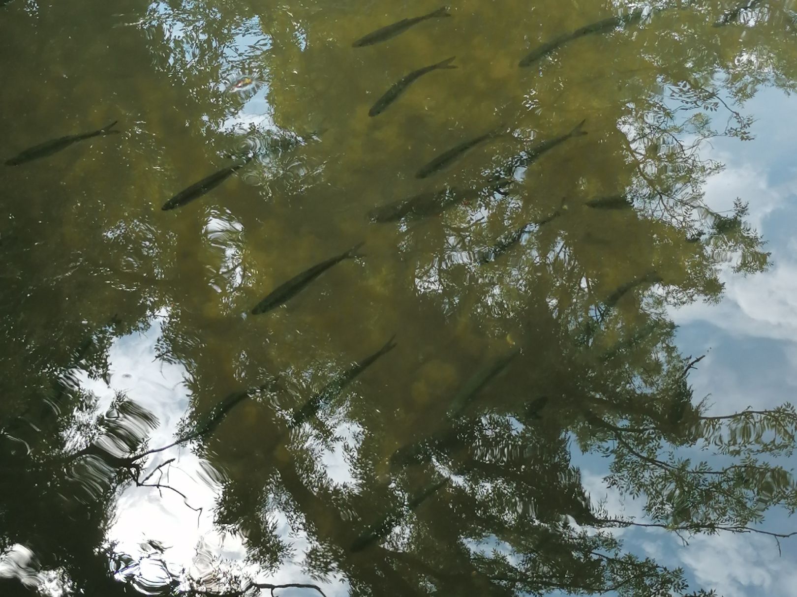 Spree (Burg/Spreewald) angeln