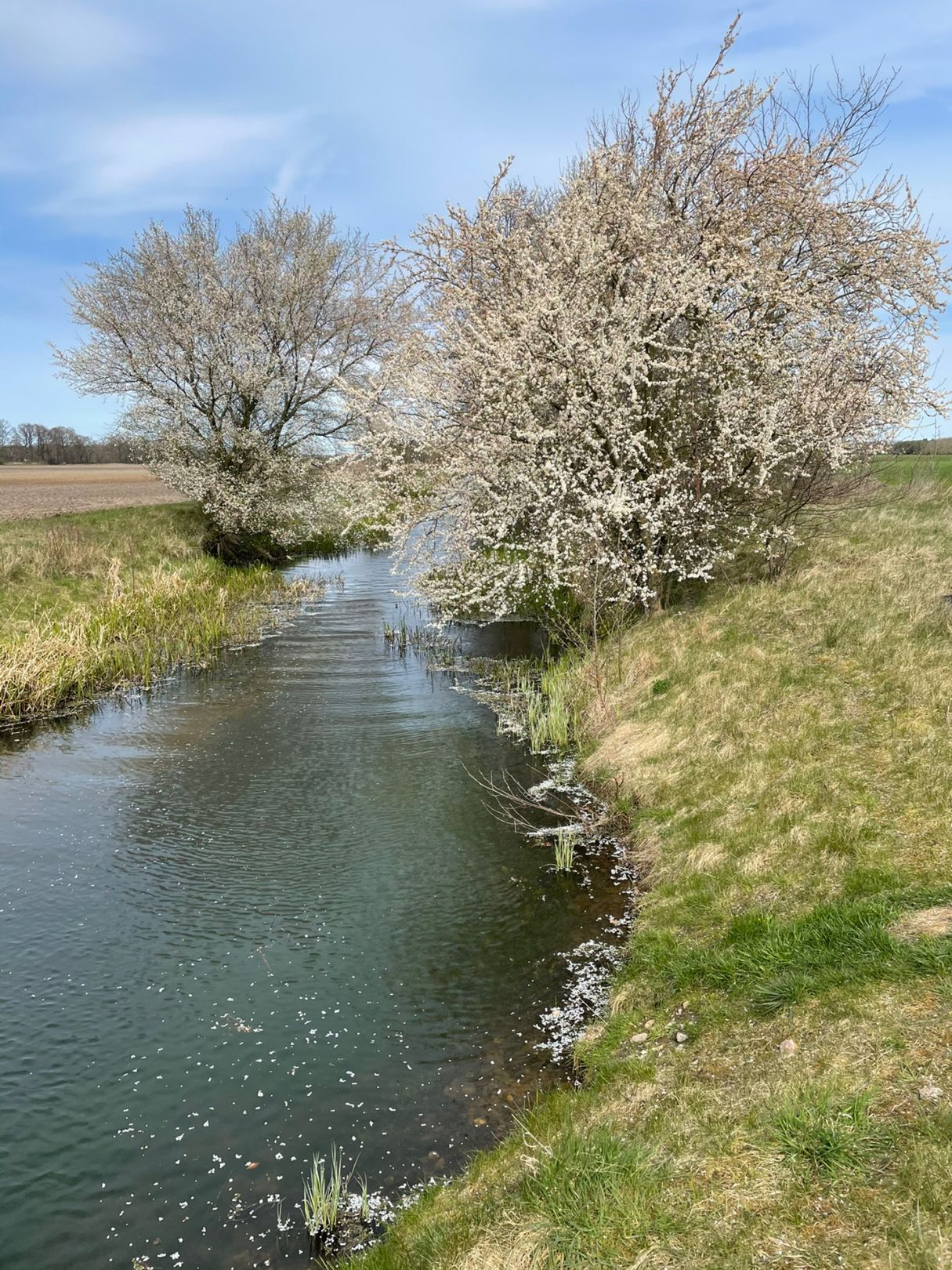 Rögnitzer Seitengraben angeln